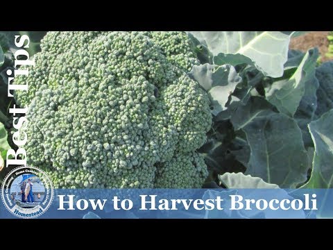 , title : 'How to Harvest Broccoli : Best Tips'