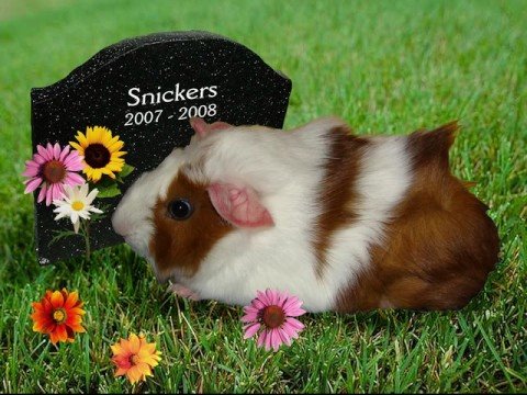 The Guinea Pig Song - Joe Pasquale