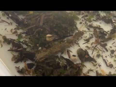 Teen Riverfly monitoring
