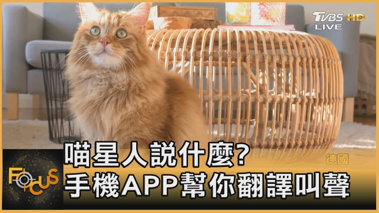 喵星人說什麼? 手機app幫你翻譯叫聲