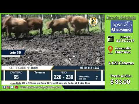 21-11-19 - Venta de Hembras - Remate Televisado de Ildarraz Hnos. - Entre Ríos