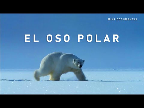 El Oso Polar | Mini Documental
