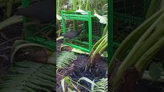 Download lagu Dengar pikatan berbunyi,turun dari atas kandang dan langsung masuk#shortsvideo #mikatruakruak mp3 Download lagu Dengar pikatan berbunyi,turun dari atas kandang dan langsung masuk#shortsvideo #mikatruakruak mp3