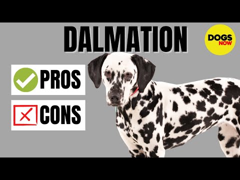 Dalmatian Dog Breed Profile - Pros and Cons of Owning a Dalmatian