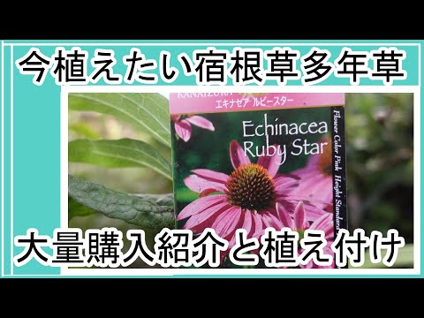 園芸 パルサティラ