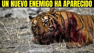 URGENTE: Una Criatura Misteriosa está Diezmando los Tigres de Bengala