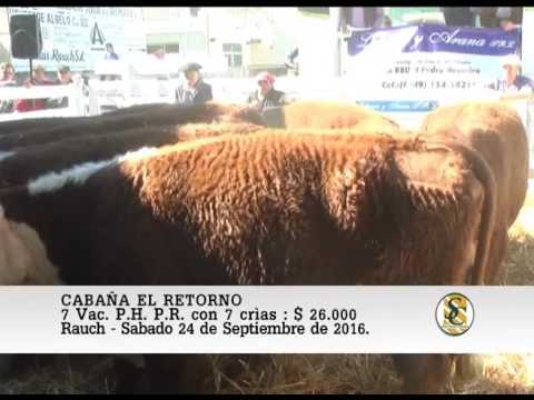 24-09-16 Venta de Vacas P.H. con crìa - Cabaña El Retorno - Rauch.