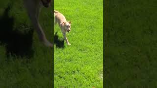 Video preview image #1 Golden Labrador Puppy For Sale in Minneapolis, MN, USA