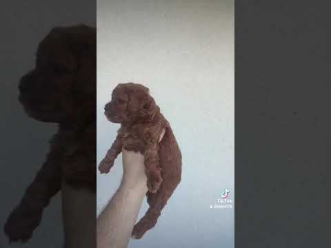 Arnavutköy Satılık Poodle Yavru