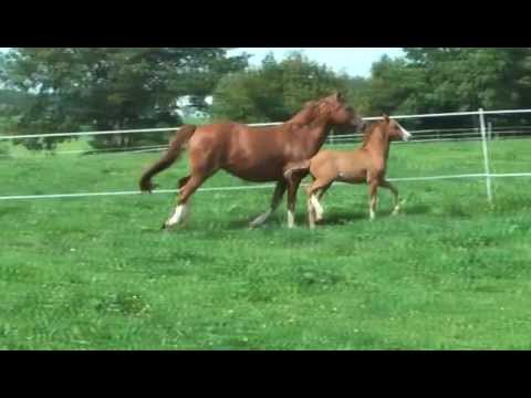 DENTLEINER von Daily Pleasure - The Breas My Mobilty *2011