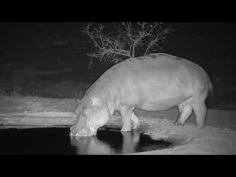 Djuma: Lone Hippo not seen before visits - 22:07 - 11/09/19