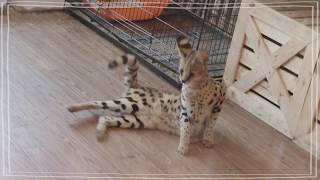 มาดูสัตว์น่ารักๆ ที่ร้านสารพัดสัตว์เลี้ยง Animal Cafe