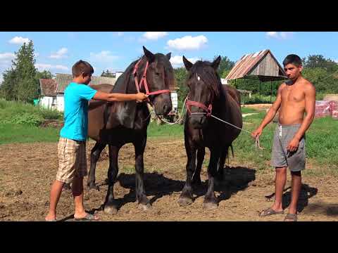 Caii lui Mircea de la Olosig, Bihor 3 August 2018