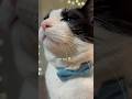 Why Is He So Cute 🥹 Tuxedocat