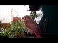 Angry Birds Wmv