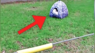 When A Woman Saw A Strange Shape By The Road, She Discovered A Creature Hidden Inside