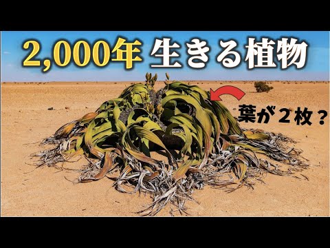 地図で見る: ニューサウスウェールズ州