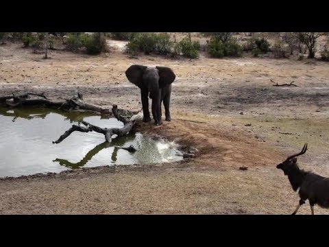 Djuma: Elephant blows water at Nyala bull - 08:28 - 10/10/18