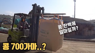 콩 농사 700가마.. 억소리 나네 (콩나물 콩, 이렇게 비싸?)