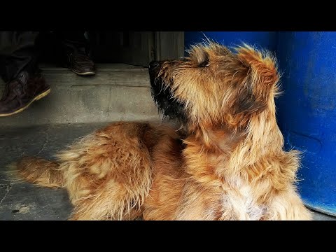 Gaddi Dogs in Himachal (Prashar Lake)