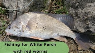 CATCHING WHITE PERCH WITH RED WORMS
