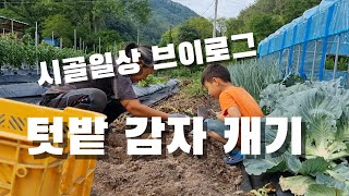 [시골일상 브이로그] 텃밭 감자, 작아도 괜찮아. 여전히 너는 감자다.