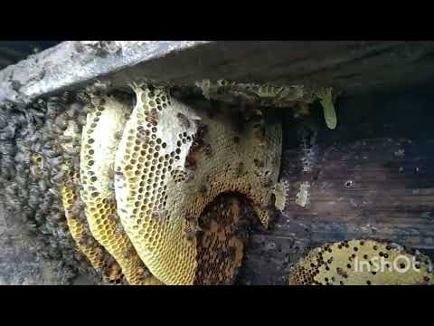 Honey Harvesting Day Apis Cerena #viral #apis #honeyharvesting #sikkim #apisceranaindica #village