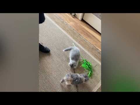 Happy Birthday Jaffa