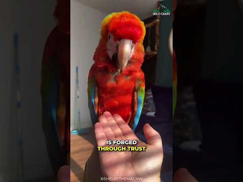 Why People Loves Macaw Parrot So Much