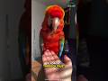 Why People Loves Macaw Parrot So Much