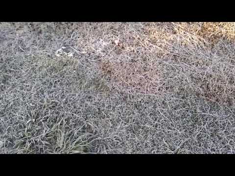 Coronel vivida com inverno com giada retrospectiva 