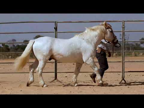 LOTE 100   RP   272 NACAR DO PURUNÃ