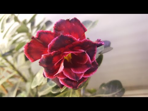 Адениумы в январе