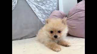 ポメラニアンの動画01