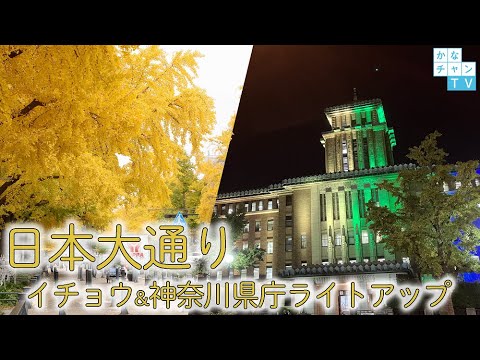 【イチョウ並木】日本大通り【神奈川県庁ライトアップ】