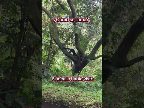Estaba grabando en Poás de Alajuela, Costa Rica y apareció de la nada.