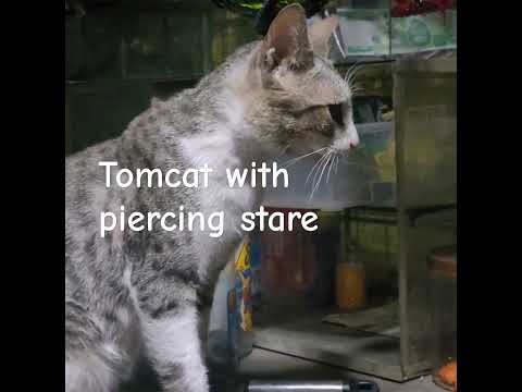 Cat is adorable when its eyes are charmi g #viral  #cats