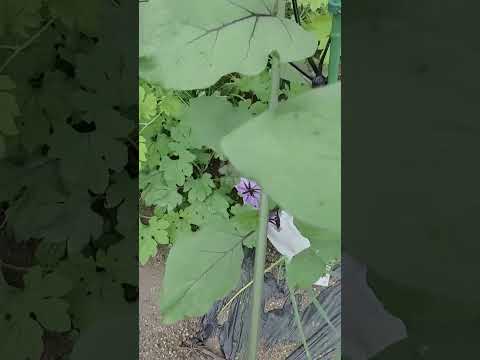  5月に育てた植物を害虫から守るにはどうすればよいですか？あなたのプランテーションを救う 5 つの自然な解決策!  庭園