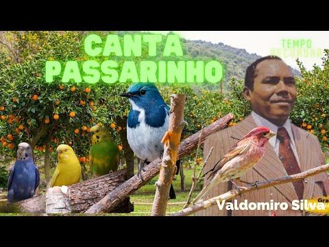 CANTA PASSARINHO - VALDOMIRO SILVA / COLETÂNIA - WEB TV MPC - TEMPO DE RECORDAR