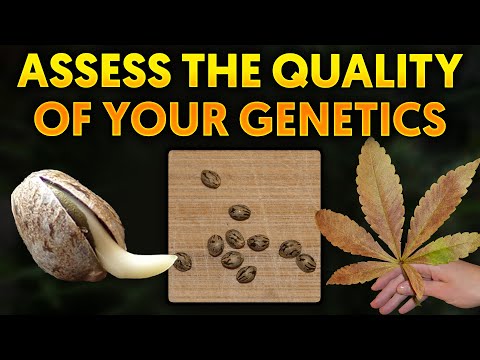 Breeding VS Pollen Chucking: 3 Main Quality Indicators for a Strain