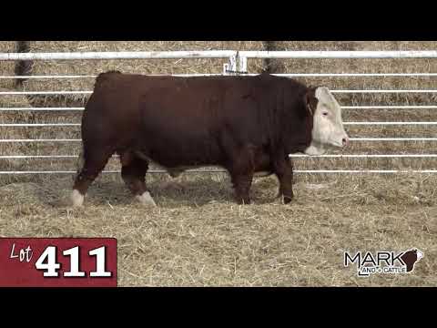 Lot 411 -Mark Land+Cattle 2020.mp4