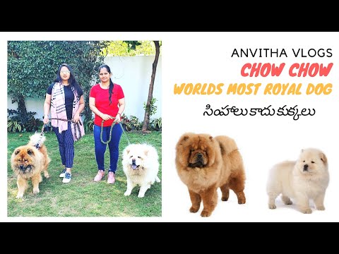 సింహాలు కాదు కుక్కలు | Beautiful Chow Chow Dogs in Pet Collection