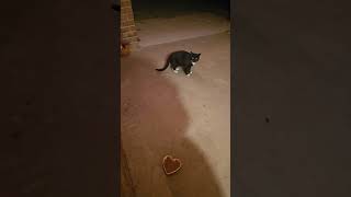 The kitties are nervous #stray #straycat #cutecat #tuxedocat #catshorts #catvideos #cat #cats #kitty