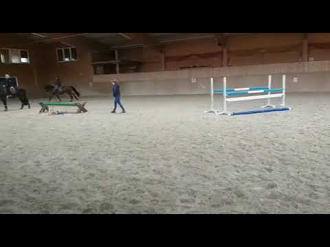 5 jähriger Wallach von Cassoulet × Quantum for sold