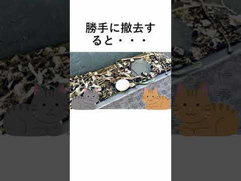 鳩が庭やバルコニーの植木鉢に卵を産まないようにするための 5 つ以上のヒント  庭園