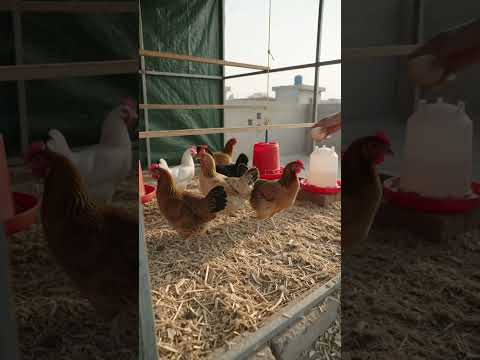 10 Desi Chickens on a Rooftop | Low-Cost Poultry Setup  #farming