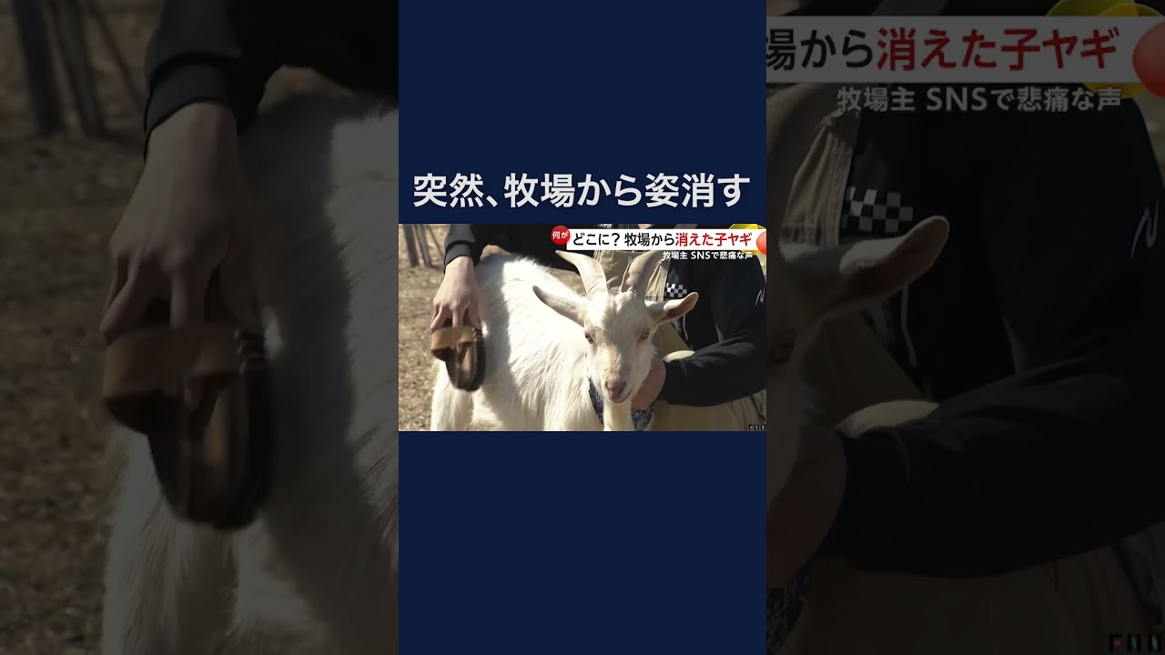 「やぎ探しています」どこに？牧場から消えた子ヤギ#shorts