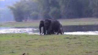 preview picture of video 'Indian Wildlife ( Elephant Feeding )'