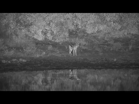 Djuma: Black-backed Jackal pair-Pt:2 - 23:32 - 05/05/20