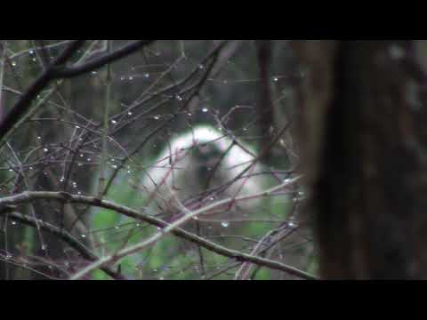 The White Beast  Yeti, Albino Bigfoot, or What?